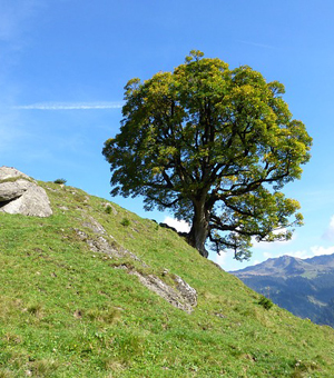 稳定可扩展的DDOS接单平台